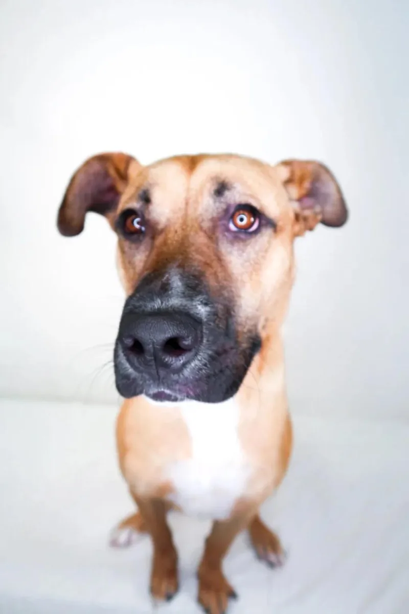 An adult large-sized male Brown / Chocolate Shepherd dog named Hunter for adoption in Bixby, OK