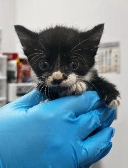 A baby small-sized female Domestic Short Hair cat named Koi for adoption in Hartsville, SC