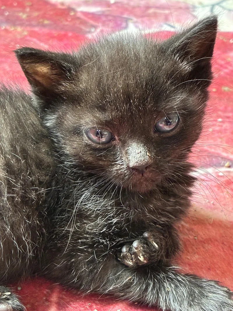 A baby small-sized male Black Domestic Short Hair cat named Nyx for adoption in Bayonne, NJ