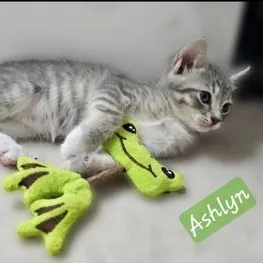 Ashlyn thumbnail 6
