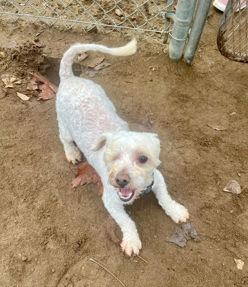 Hank The One Eye thumbnail 2