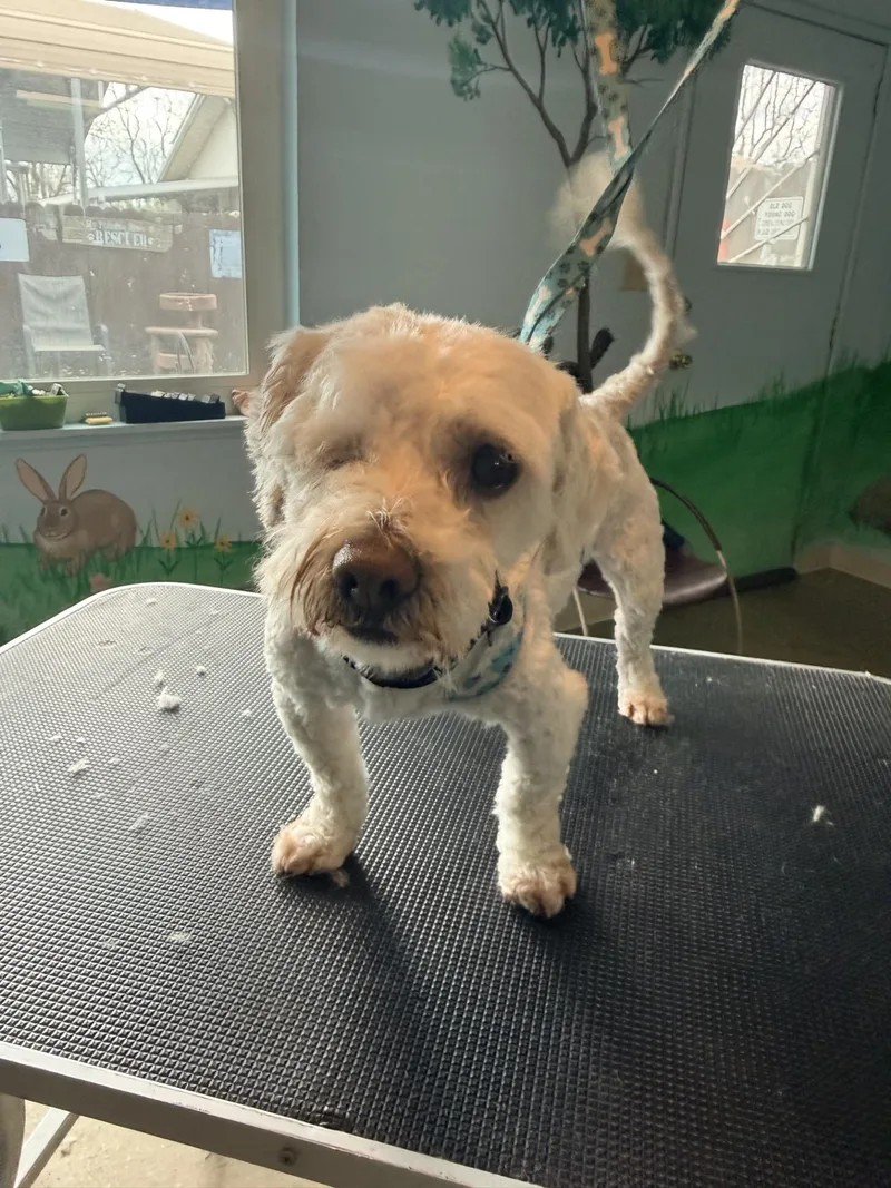 Hank The One Eye thumbnail 3