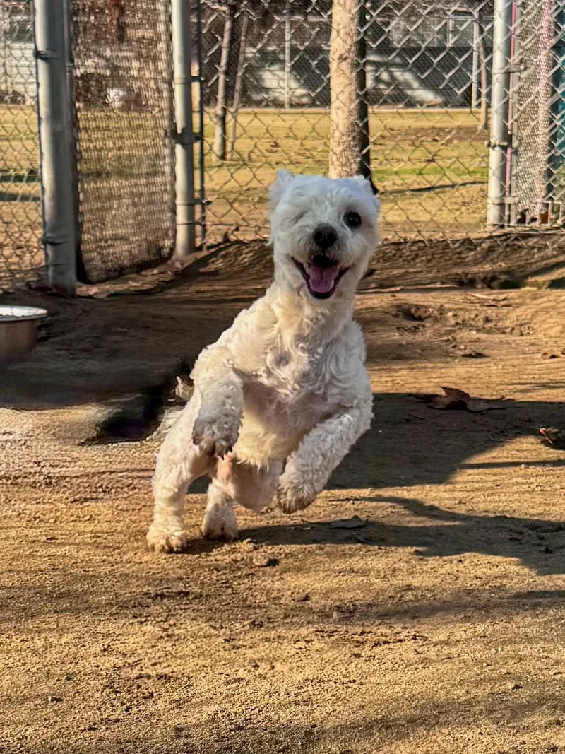 Hank The One Eye thumbnail 4