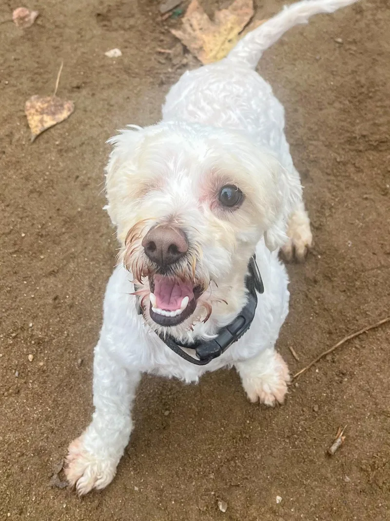 Hank The One Eye thumbnail 5