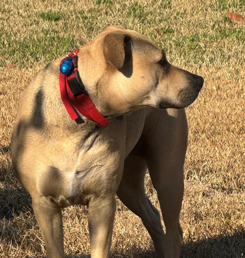 An adult large-sized female Black Mouth Cur dog named Bella for adoption in Pass Christian, MS