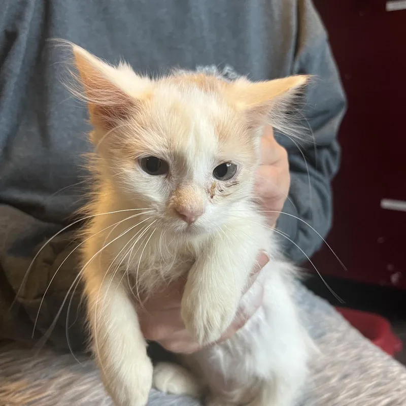A baby small-sized female Orange / Red Domestic Medium Hair cat named Salsa for adoption in Marion, IL