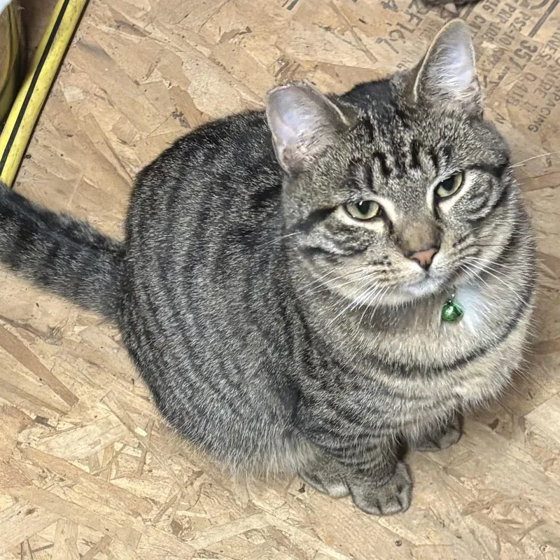 Big Boy