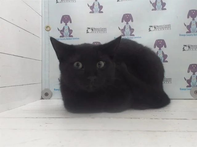 A baby small-sized male Domestic Short Hair cat named Shells for adoption in Orlando, FL