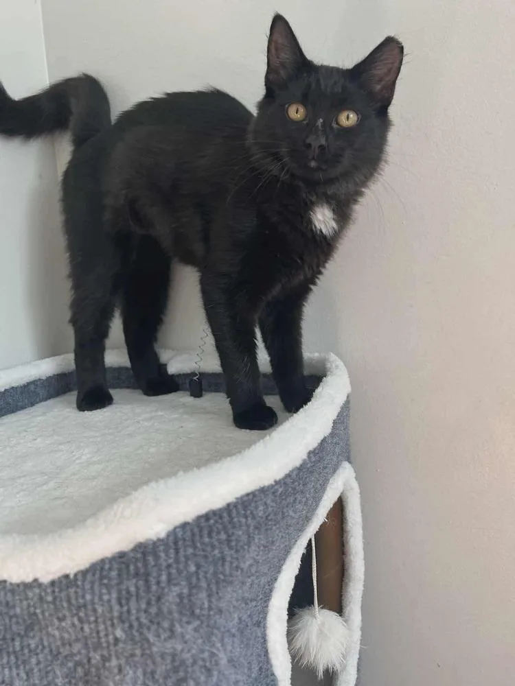 Miss Puddin thumbnail 3