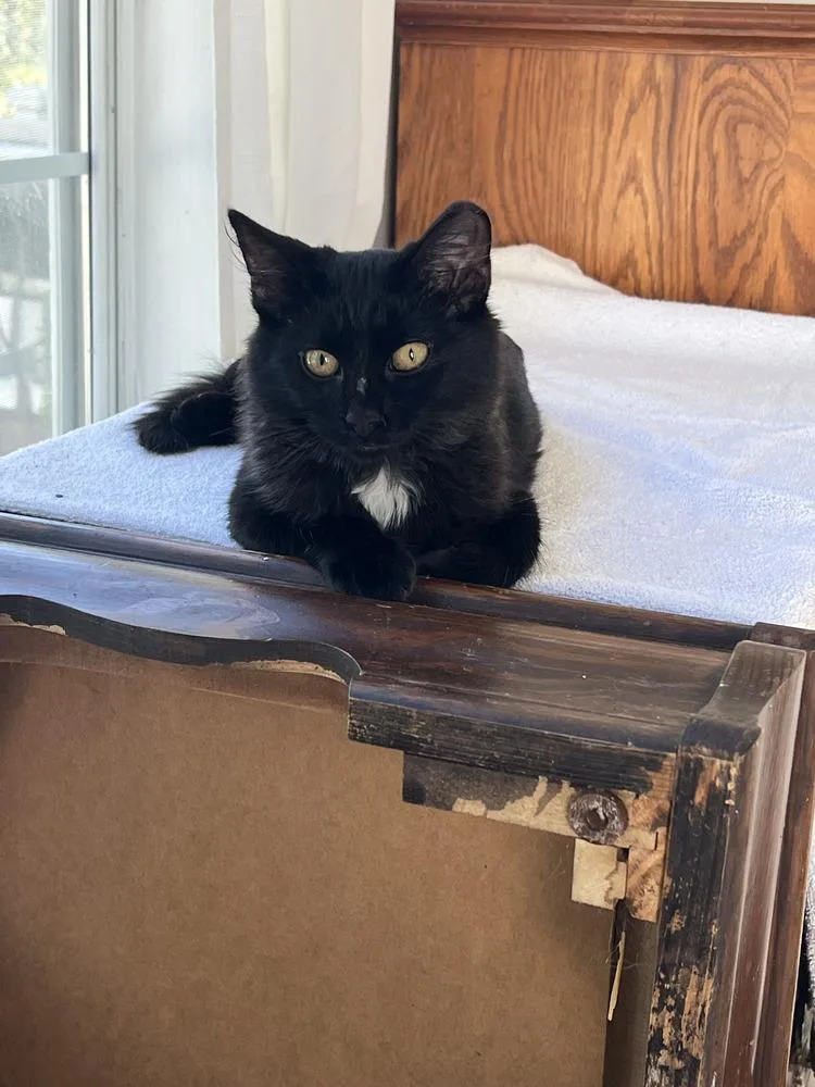 Miss Puddin thumbnail 4