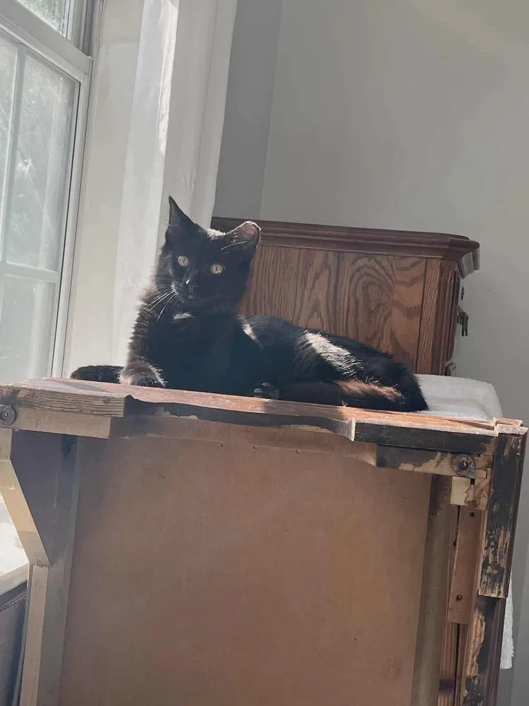 Miss Puddin thumbnail 5