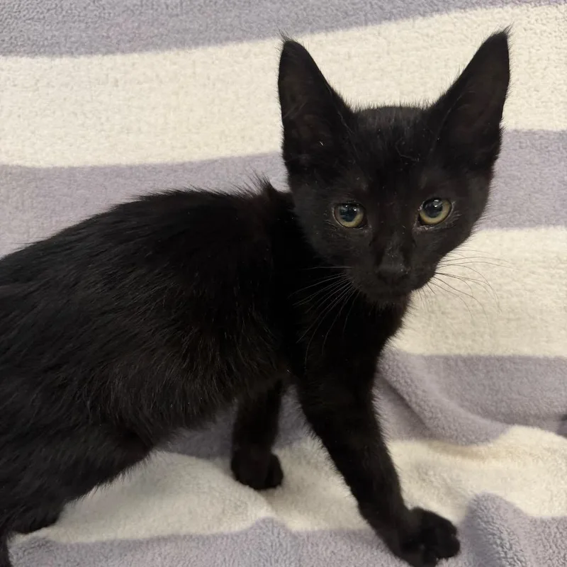 A baby small-sized male Black Domestic Short Hair cat named Mountain Dew for adoption in Newberg, OR