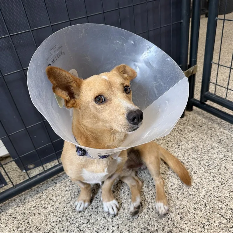 A young small-sized male Mixed Breed dog named Shadow for adoption in Hurricane, UT