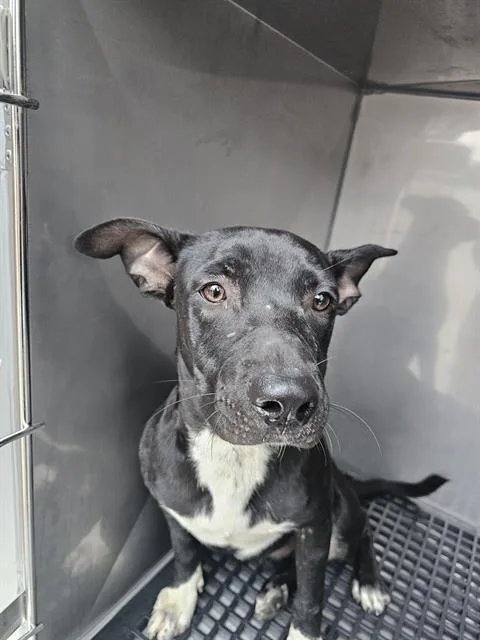A young large-sized male Mixed Breed dog named Scrappy for adoption in Dallas, TX