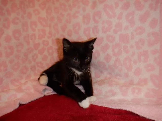 A baby small-sized male Domestic Short Hair cat named A for adoption in San Jose, CA