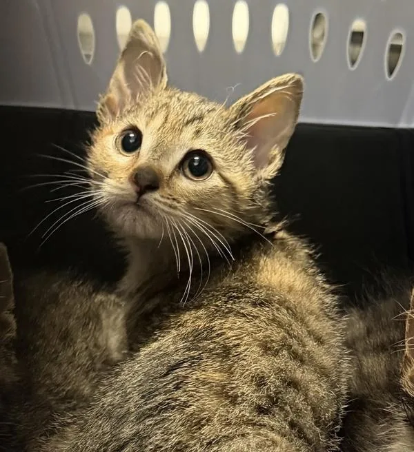 A baby medium-sized female Domestic Short Hair cat named Pitcher for adoption in Escondido, CA