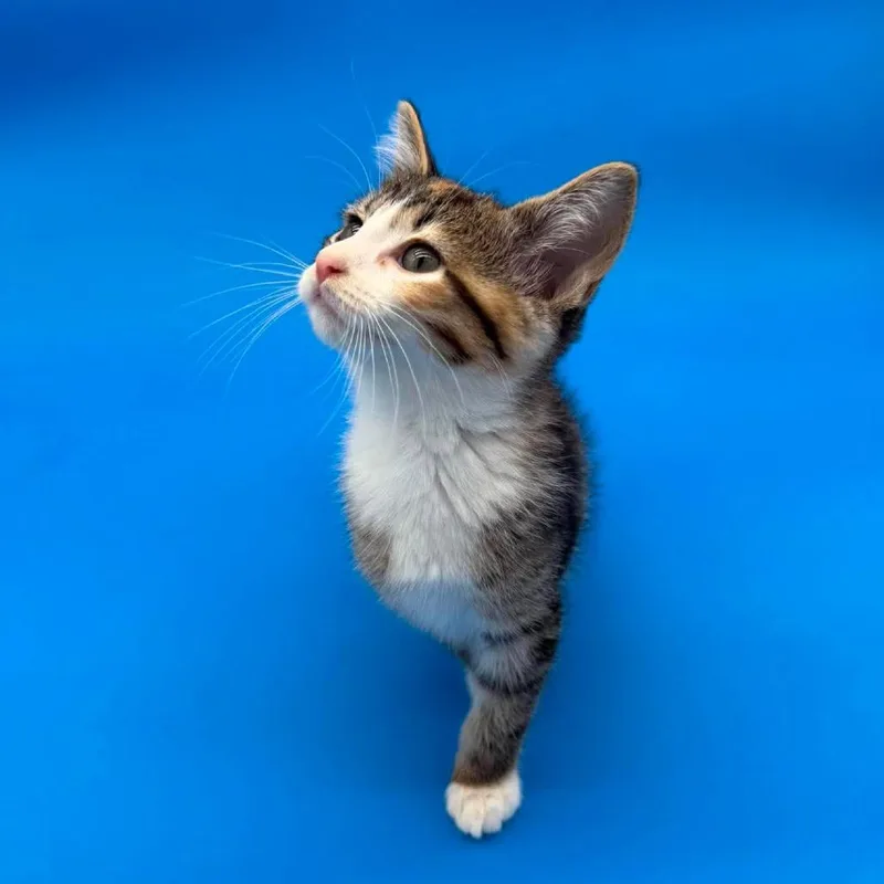 A baby small-sized female Brown / Chocolate Domestic Short Hair cat named Jorinda for adoption in Plainfield, IL