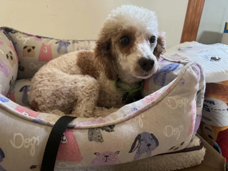 An adult small-sized female Miniature Poodle dog named Raspberry for adoption in Brunswick, ME