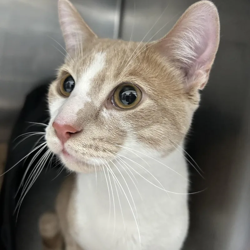 An adult medium-sized male Buff / Tan / Fawn Domestic Short Hair cat named Marty for adoption in Newark, NJ