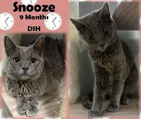 An adult medium-sized female Gray / Blue / Silver Domestic Short Hair cat named Snooze for adoption in Franklin, IN