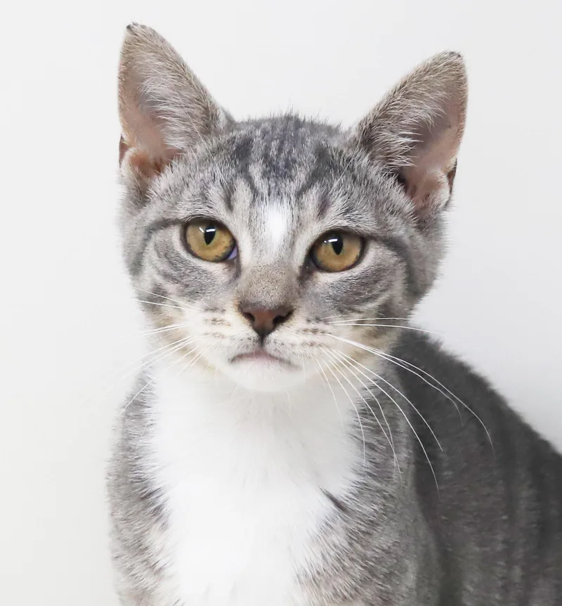 A baby small-sized female Tabby (Gray / Blue / Silver) Silver cat named Rachel is RIDICULOUSLY SWEET for adoption in Bedford Hills, NY