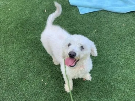 A senior small-sized male Poodle dog named Walter for adoption in Los Angeles, CA