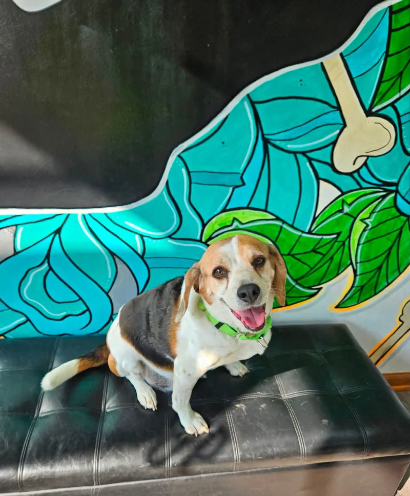 An adult medium-sized male Tricolor (Brown, Black, & White) Beagle dog named Howlbert for adoption in Vandergrift, PA