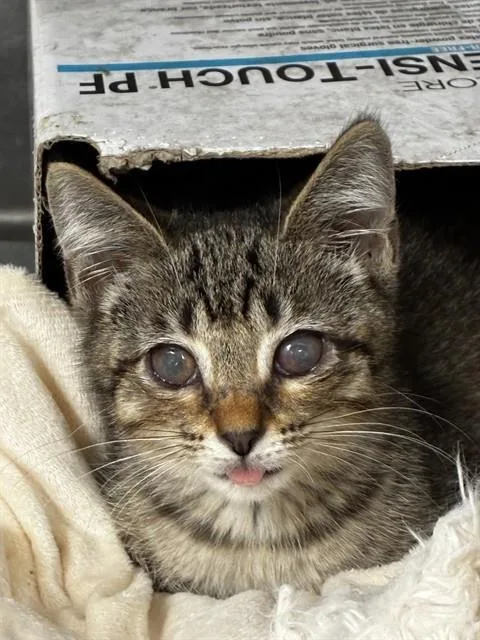 A baby small-sized female Domestic Short Hair cat named Touka for adoption in Fort Lauderdale, FL