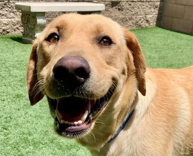 A young medium-sized male Labrador Retriever dog named Dug for adoption in Moreno Valley, CA