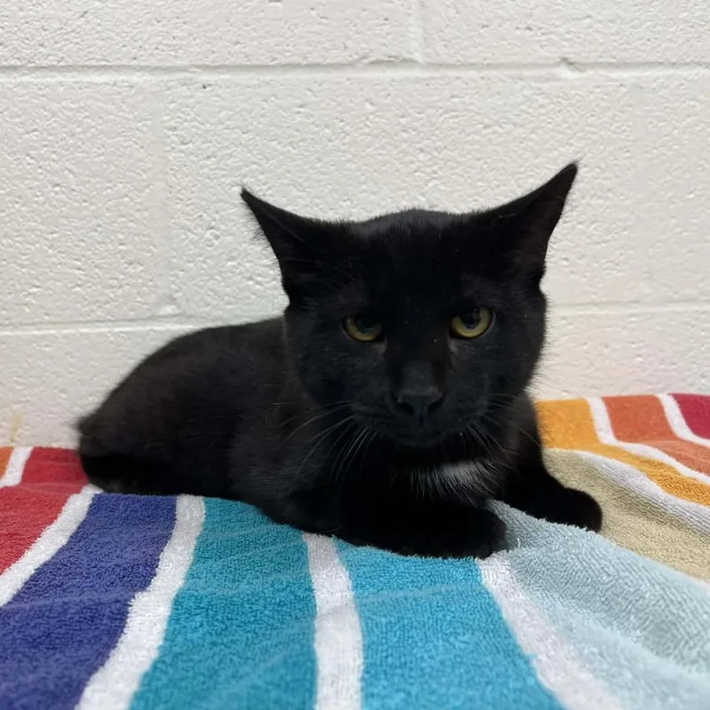 A young medium-sized male Domestic Short Hair cat named Little Dipper for adoption in Verona, VA
