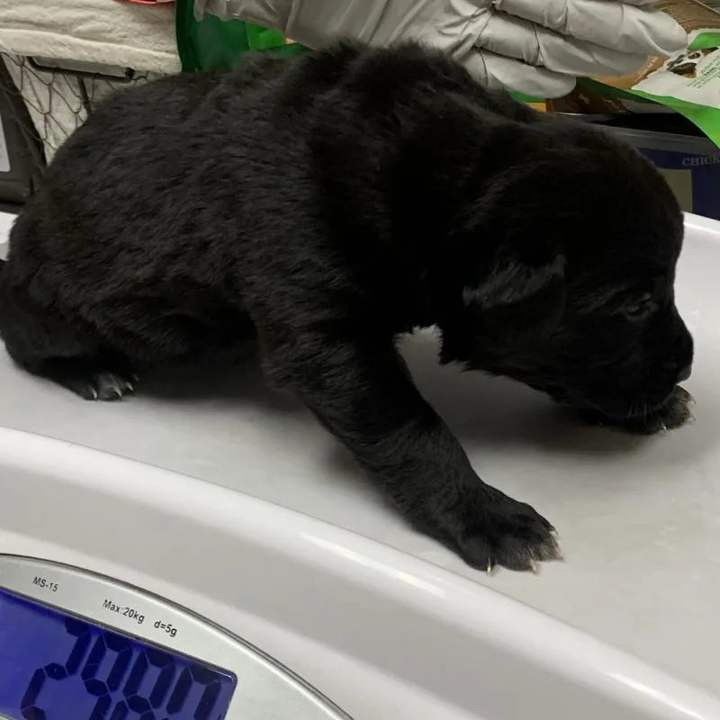 An adult large-sized female Black Labrador Retriever dog named Birdie for adoption in Galveston, TX