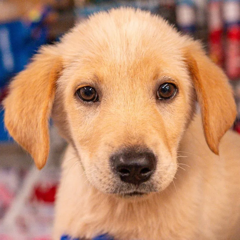 A baby medium-sized male Yellow / Tan / Blond / Fawn Mixed Breed dog named Biscuit Avail by Appt for adoption in Kennebunk, ME