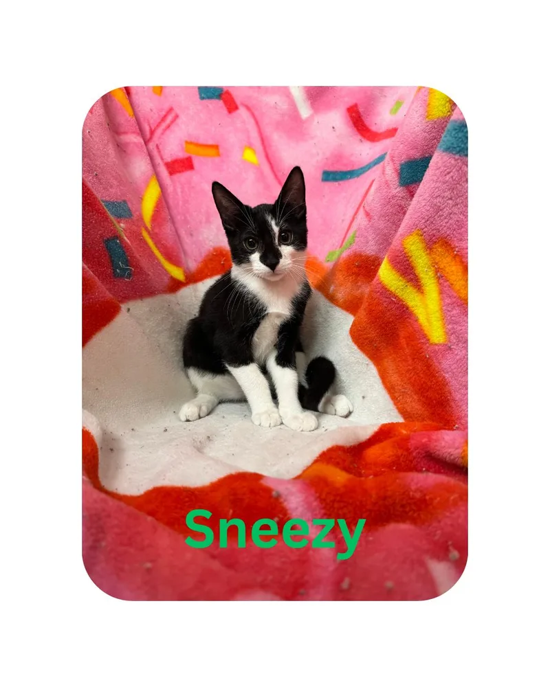 A young medium-sized male Domestic Short Hair cat named Sneezy for adoption in Miami, FL