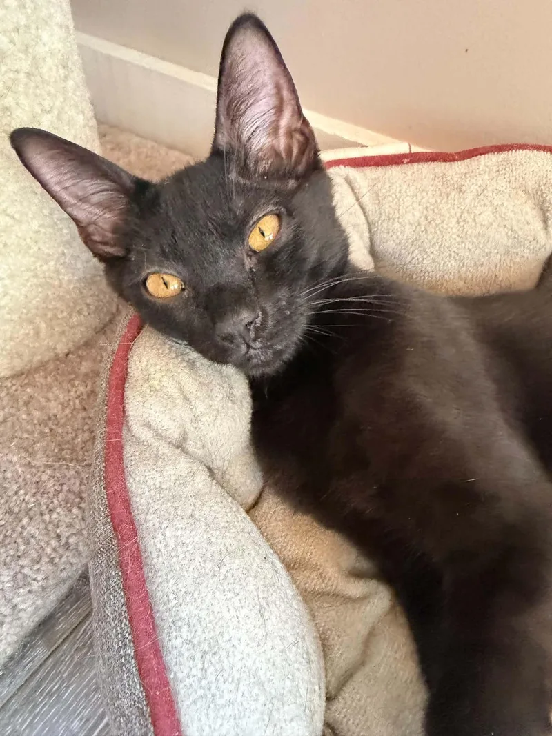 A baby medium-sized male Black Domestic Short Hair cat named Stryder AND Skittle for adoption in Gonic, NH