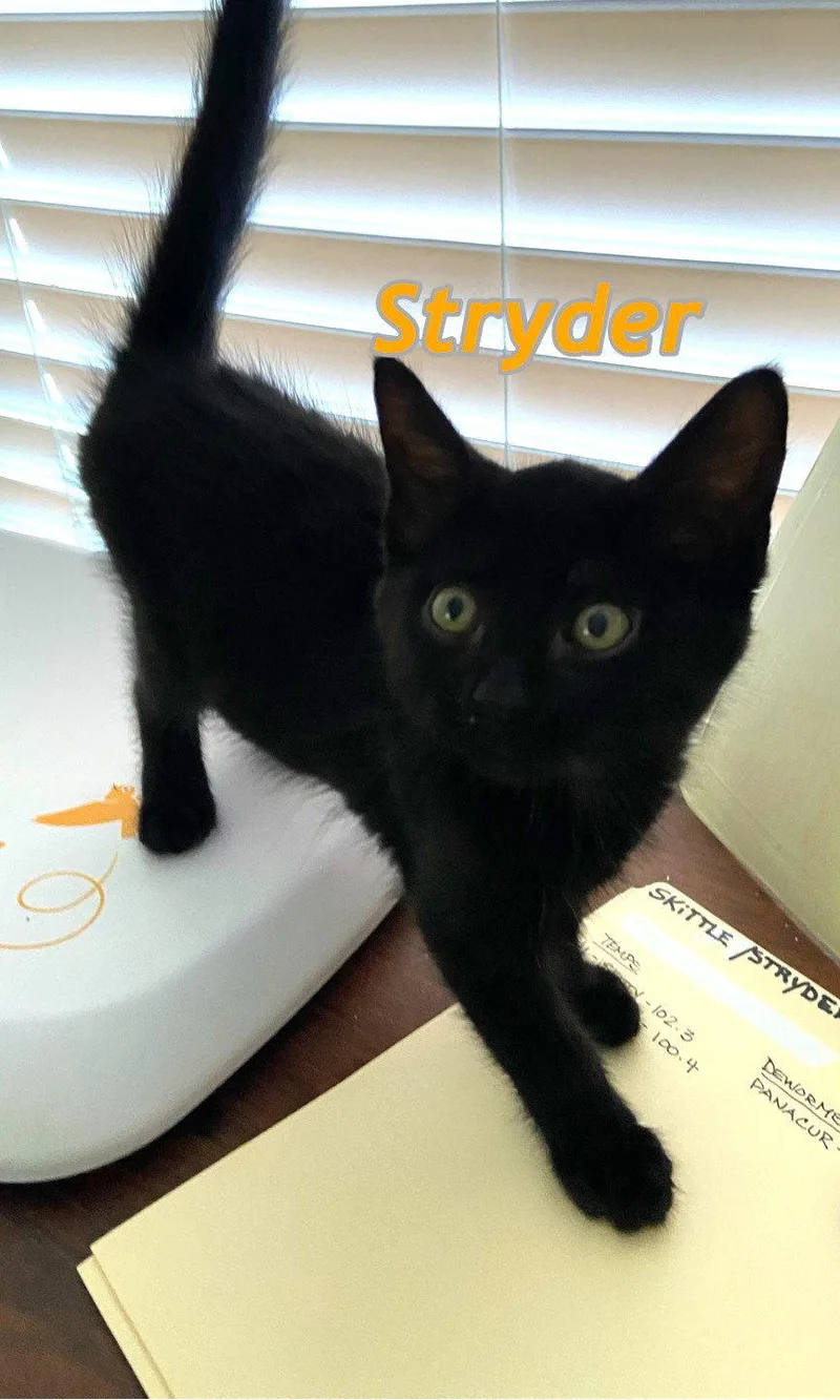 Stryder AND Skittle thumbnail 2