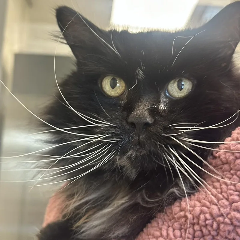 A senior large-sized female Domestic Long Hair cat named Bootsie in Colorado for adoption in Cumberland, ME