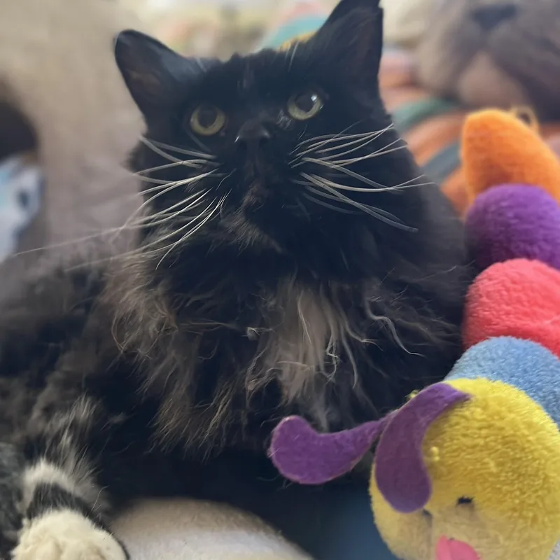 Bootsie in Colorado thumbnail 2
