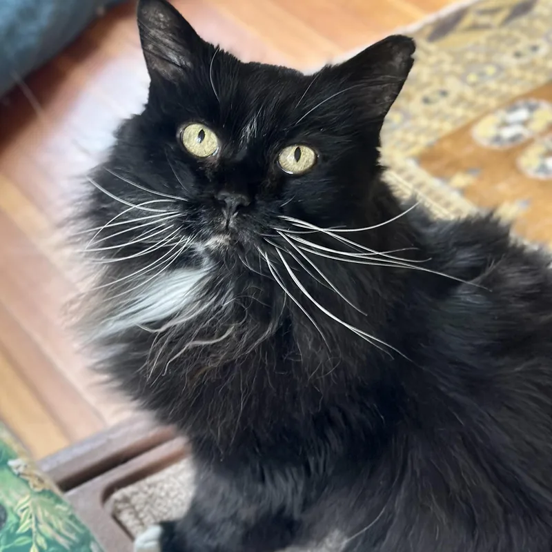 Bootsie in Colorado thumbnail 4