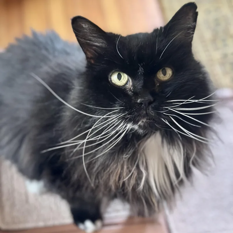 Bootsie in Colorado thumbnail 5