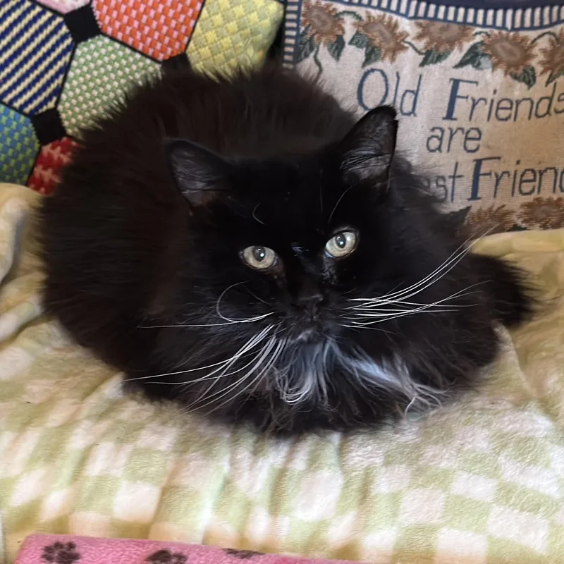 Bootsie in Colorado thumbnail 6