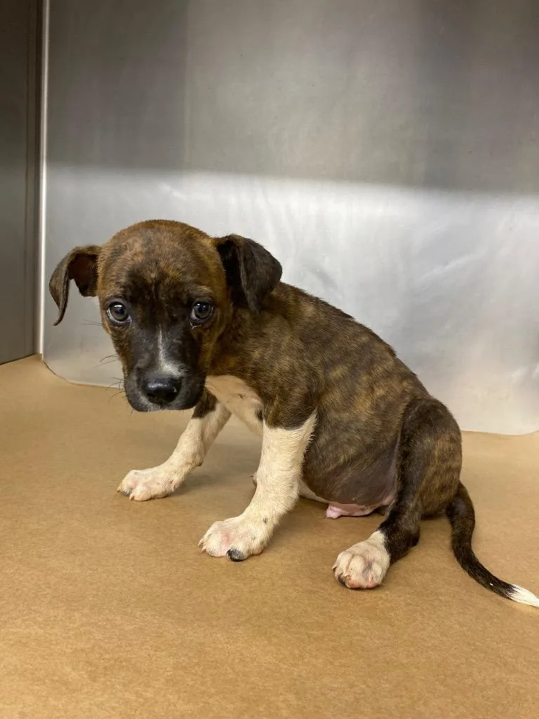 A baby medium-sized male Mixed Breed dog named Irwin for adoption in Cartersville , GA