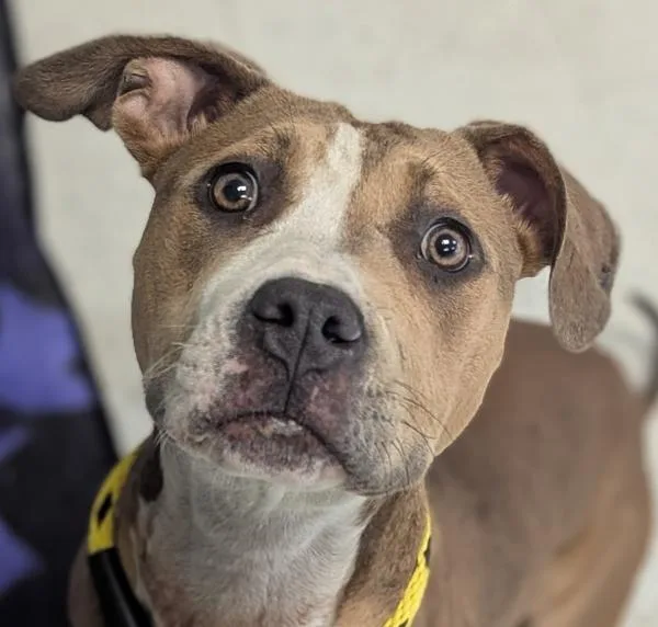 A young medium-sized female Pit Bull Terrier dog named Tilly for adoption in Salt Lake City, UT