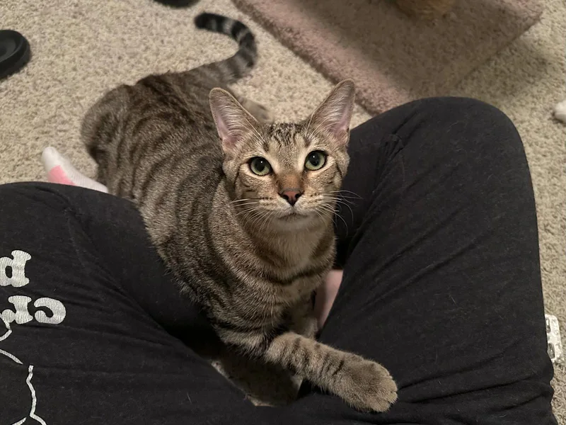 An adult small-sized male Domestic Short Hair cat named Micah for adoption in Longwood, FL