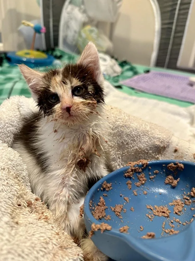 Tumblelina thumbnail 2