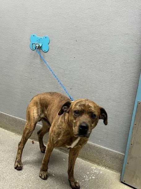 A young large-sized male Pit Bull Terrier dog named Bueller for adoption in Las Vegas, NV