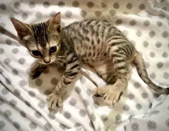 A baby medium-sized female Tabby cat named Sugar for adoption in San Antonio, TX