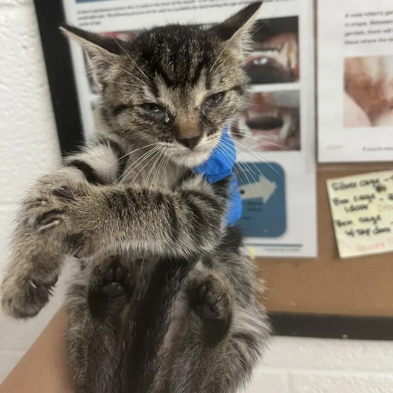 A baby small-sized male Brown / Chocolate Domestic Short Hair cat named Louie for adoption in Edinburg, TX
