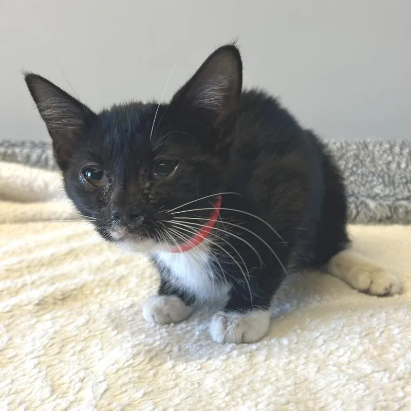 A baby small-sized female Black Domestic Short Hair cat named Cholula for adoption in Long Beach, CA