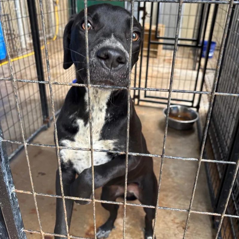 Drumstick thumbnail 2