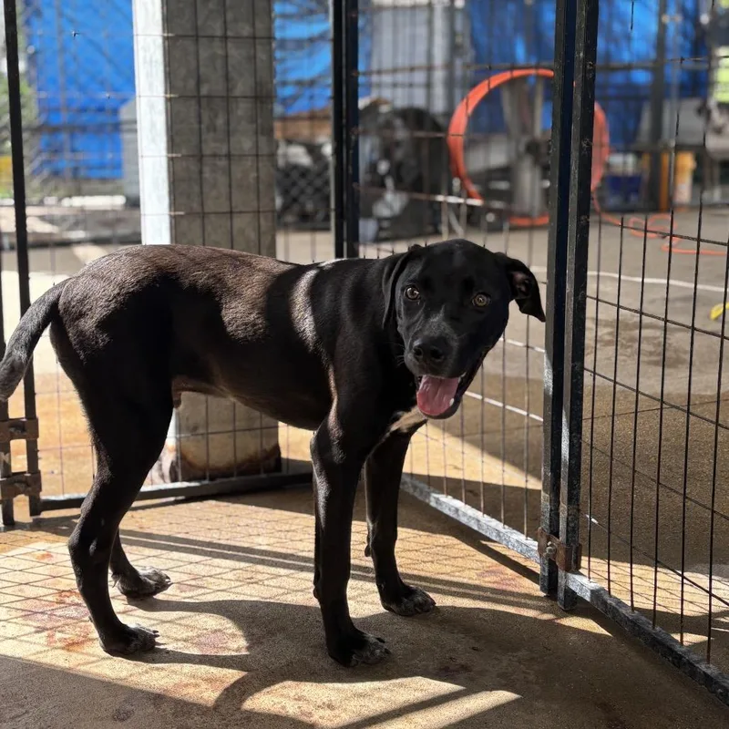 Drumstick thumbnail 3